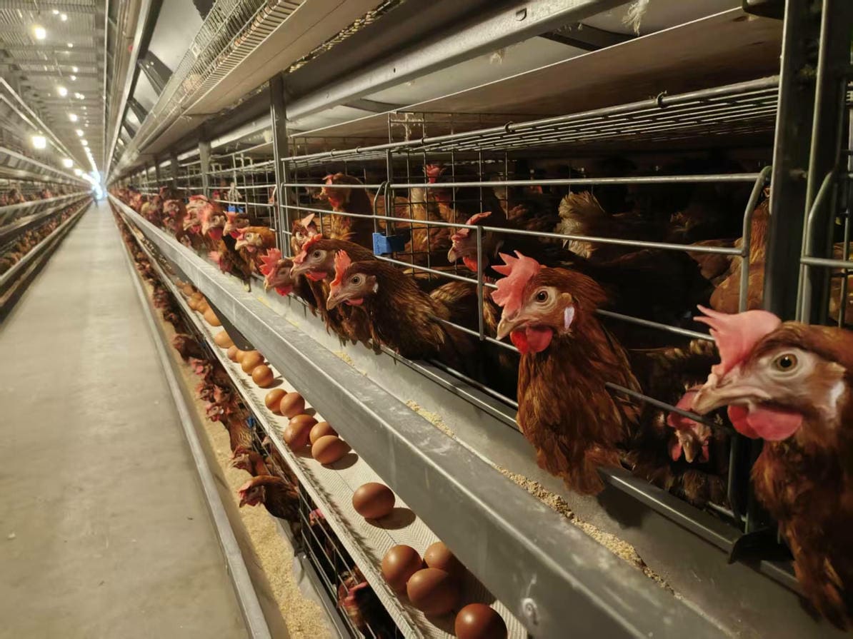 Villay 639 Layer Cage System